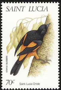 Saint Lucia OrioleĀ (Icterus laudabilis)